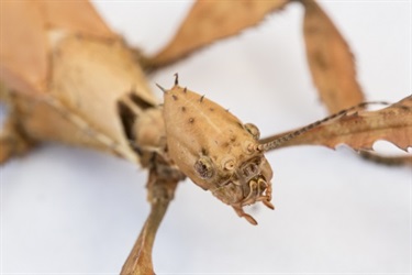 Spiney Leaf Stick Insect