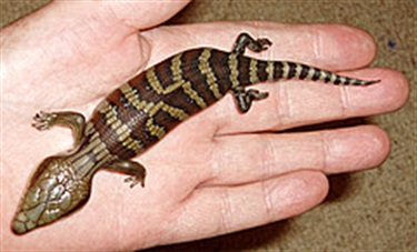 Blue Tongue Lizards, they are much bigger now.