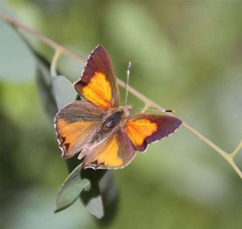 Eltham Copper Butterfly