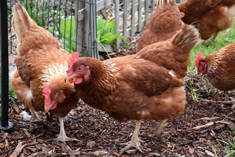 Salmonella outbreak in backyard poultry - Edendale ...