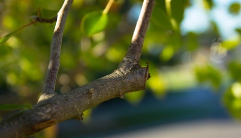 pruning_branch_cut_tree-779868.jpg