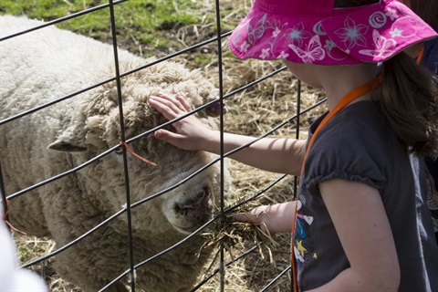 Sheep-Children-patting
