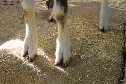Goat feet standing on hessian