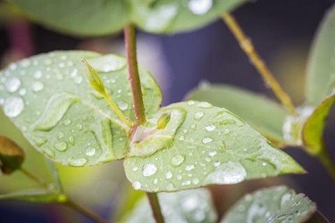 Green-leafed plant