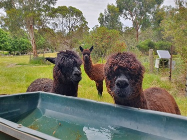 Alpacas