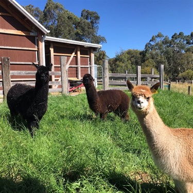 Alpacas