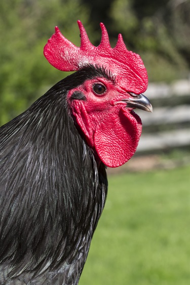 Australorp Chickens