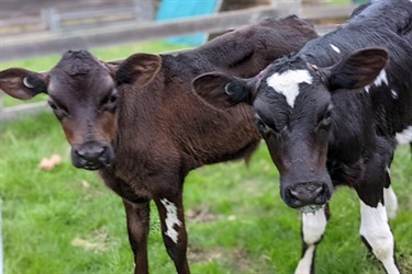 Calves Harry and Garry