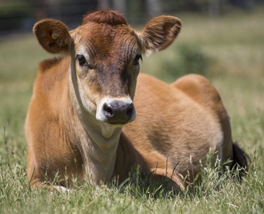 Taffy Jersey Cow