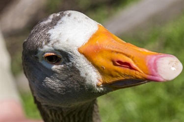 One of our geese