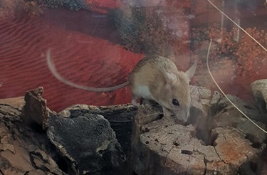 Native Spinifex Hopping Mice