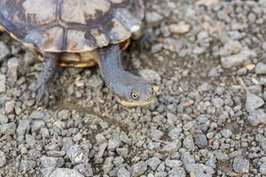 Our turtle, Bob.