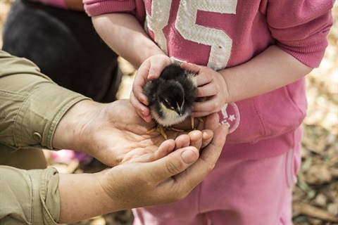 girl patting baby chick