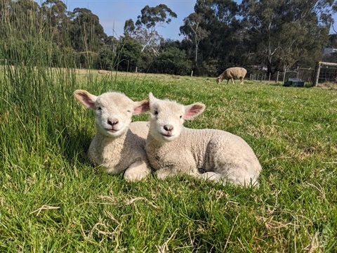 Picture of Edendale lambs lying in the sun