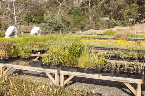 nursery plants on wooden tables