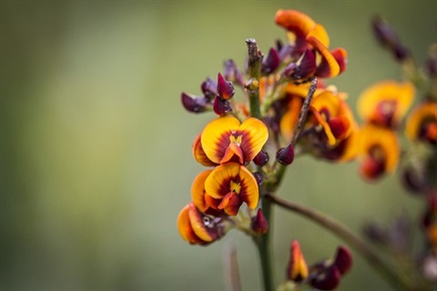 Orange flower