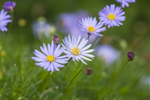 purple daisy like flowers