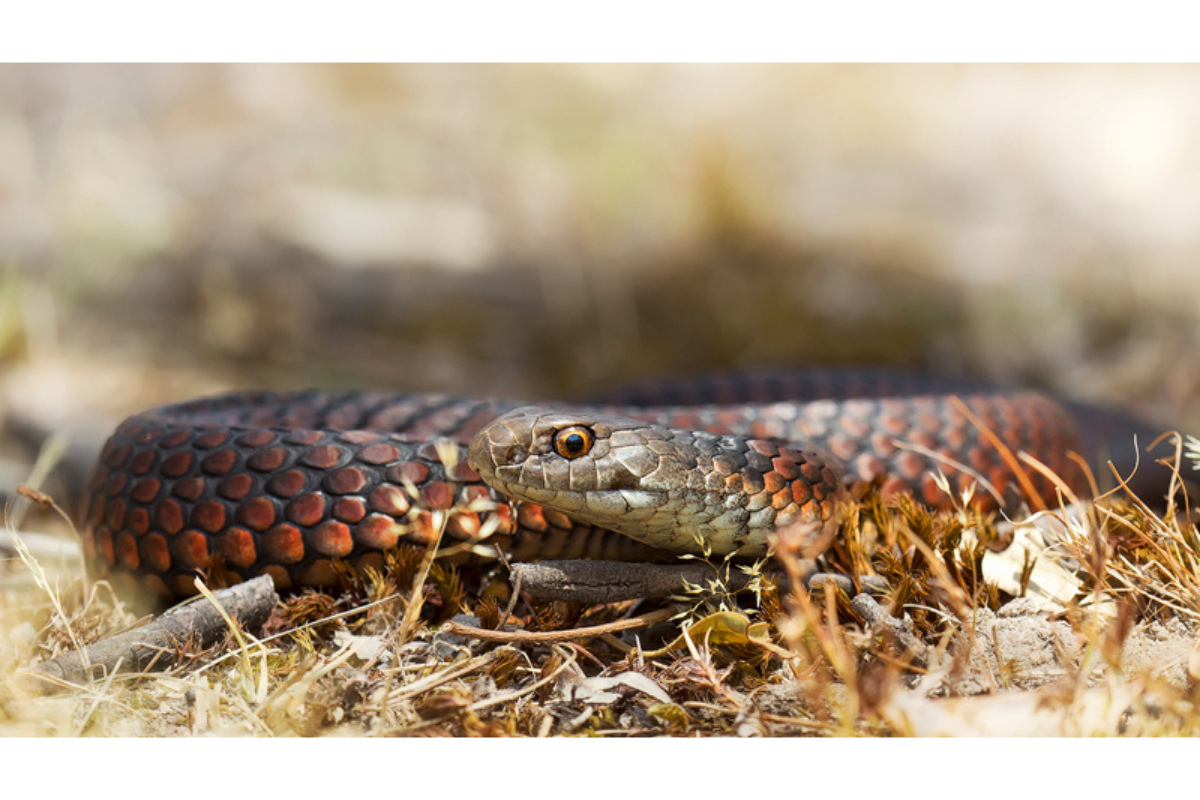 Photo of a copperhead snake