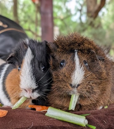 Guniea-Pigs-July-2025.jpg