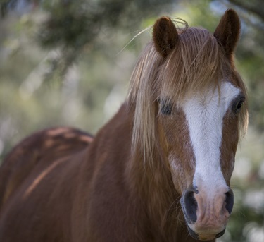 Horse Simba