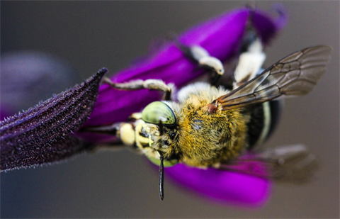 Buzz-and-dig-blue-banded-bee.png