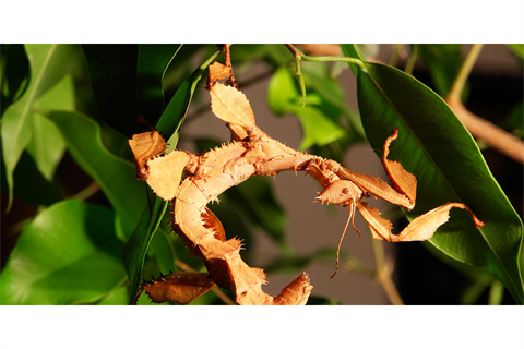 Picture of a stick insect on leaves