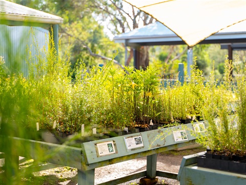 image-for-free-plant-program.jpg