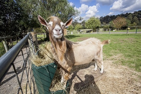 Goat smiling at camera