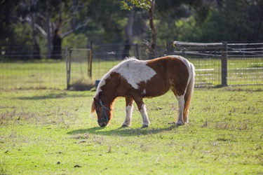 One of our Ponies