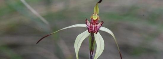 Wine-Lipped_Spider_orchid.jpg