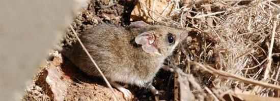 Common_Dunnart.jpg