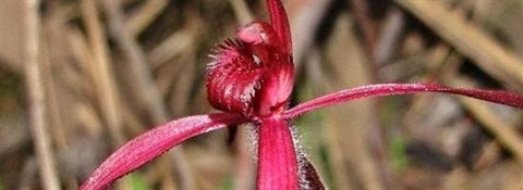 Crimson_Spider_Orchid.jpg