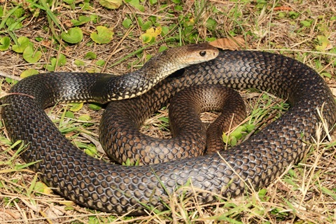 Photo of an eastern brown snake coiled up on grass