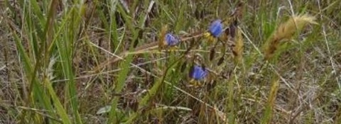 Matted-flax-lily.jpg