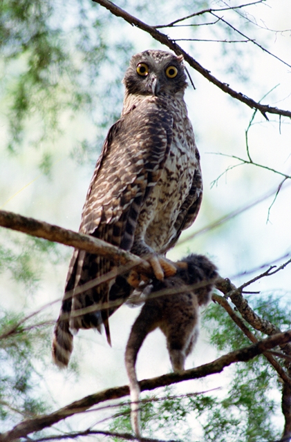 Powerful_Owl.jpg