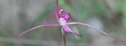 Rosella_Spider_Orchid.jpg