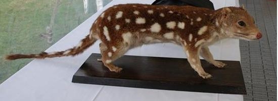Spotted_Quoll.jpg