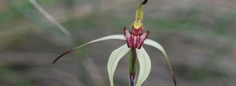 Wine-Lipped_Spider_orchid.jpg