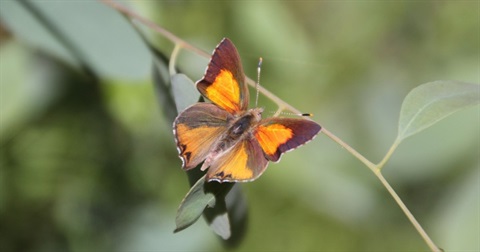 Photo closeup of the Eltham Copper Butterfly. The butterfly has orange and brown wings and is sitting on a leaf.