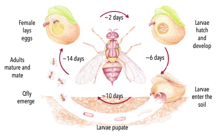 Qfly lifecycle white background.jpg